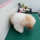 핑코애견 이미지