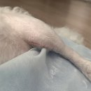 리브동물의료센터 | 부산 리브동물의료센터 추천