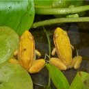 황금개구리 이미지