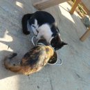 대천동물병원 이미지