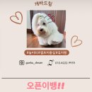 개바드림 이미지