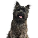 댕댕케어 이미지