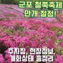 GS25 군포수리산점 | 2026 군포 철쭉축제 실시간 후기 만개 절정! (주차 일정 가는법 현 상태 총정리)