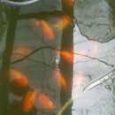 여주-0924 이미지