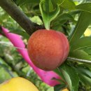 상주농장 이미지