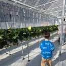 베리코스 | 외식+체험 한 번에｜베리신남딸기 바베큐장과...후기, 밥 먹고 딸기 따는 코스｜아이 체력 고려한...