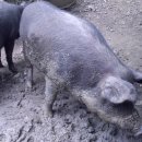 방목흑돼지 이미지