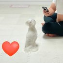 센트럴 펫살롱 이미지