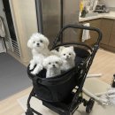 댕카 미용실 이미지