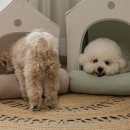 강아지집 이미지