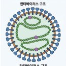 에스디글로벌 | 치명률 진짜일까? 한타바이러스 관련주 TOP5 지금 꼭 체크해야 할 핵심 정리