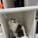 (주)팡마니 | [일상] 1월 셋째 주 주간일기+집사일기