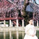 왕비디오 | 경복궁 봄꽃과 어우러진 근정전, 향원정, 경회루의 아름다움: 고궁 속 시간 여행