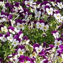 튜울립지역아동센터 이미지