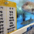 바다고기 이미지