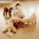 명문애견 이미지