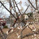 매화다리길 이미지