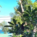 가학농장 | [푸켓 2024] 6일차 - JW 메리어트 푸켓