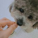 멍청하개 | 평택 안중 애견 수제간식 멍청하개