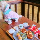 해피독 애견펜션2 이미지