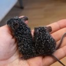 Rex mouse 이미지