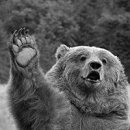 알레그레 이미지