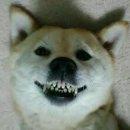 블루베리마트