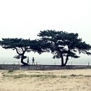 청포대해수욕장 이미지