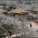 매화농원 이미지