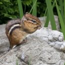 CHIPMUNK