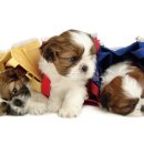 한국동물혈액은행 동물병원 이미지