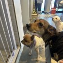 댕댕플래닛 이미지