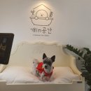 개in공간 이미지