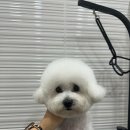 엘린퍼피 네이버블로그