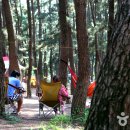 솔숲과 바다 이미지