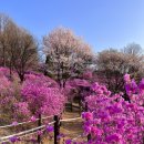 부천행복택시(협) | 부천 원미산 진달래동산 가는법, 주차, 대중교통, 포토스팟 | 4년째 가는 단골이 알려주는 꿀팁