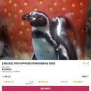 코엑스아쿠아리움할인 사이트 인어쇼공연 시간 후기
