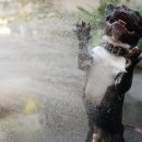 뽀송강아지 이미지