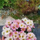 세일화원 이미지