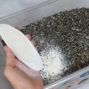 앵금농장 | 아가새농장 사자나미 앵무새 모이, 영양제 구매후기(개별알곡, 과일파테, 오징어뼈, 넥톤MSA)