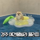 알콩이네 | 경주 사계절 강아지 개별 수영장 독채 애견풀빌라 플러피