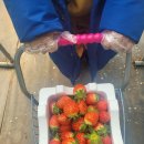 쌍둥이농장 이미지