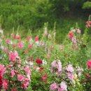 세라농장(1농장) 이미지