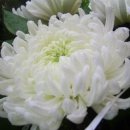 비디테일 이미지