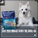 댕댕찹찹 | 강아지 덴탈껌 댕댕야시장 치석제거껌 펫투데이 개껌 간식 급여 이유