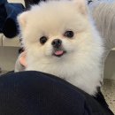 멍돌핀 | 강남 애견카페 멍돌핀 상주견 많은곳 강남 데이트코스 추천