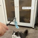 캠핑고양이 - 강남구 선릉로 420 | 캠핑고양이