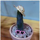 더올림입시학원 이미지