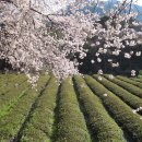 십리벚꽃길 이미지