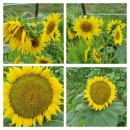 환경시설관리공사 달성사업소 이미지